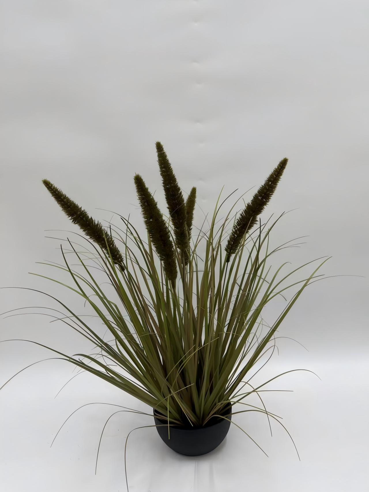 5头大马尾净幼草小黑扁胶盆