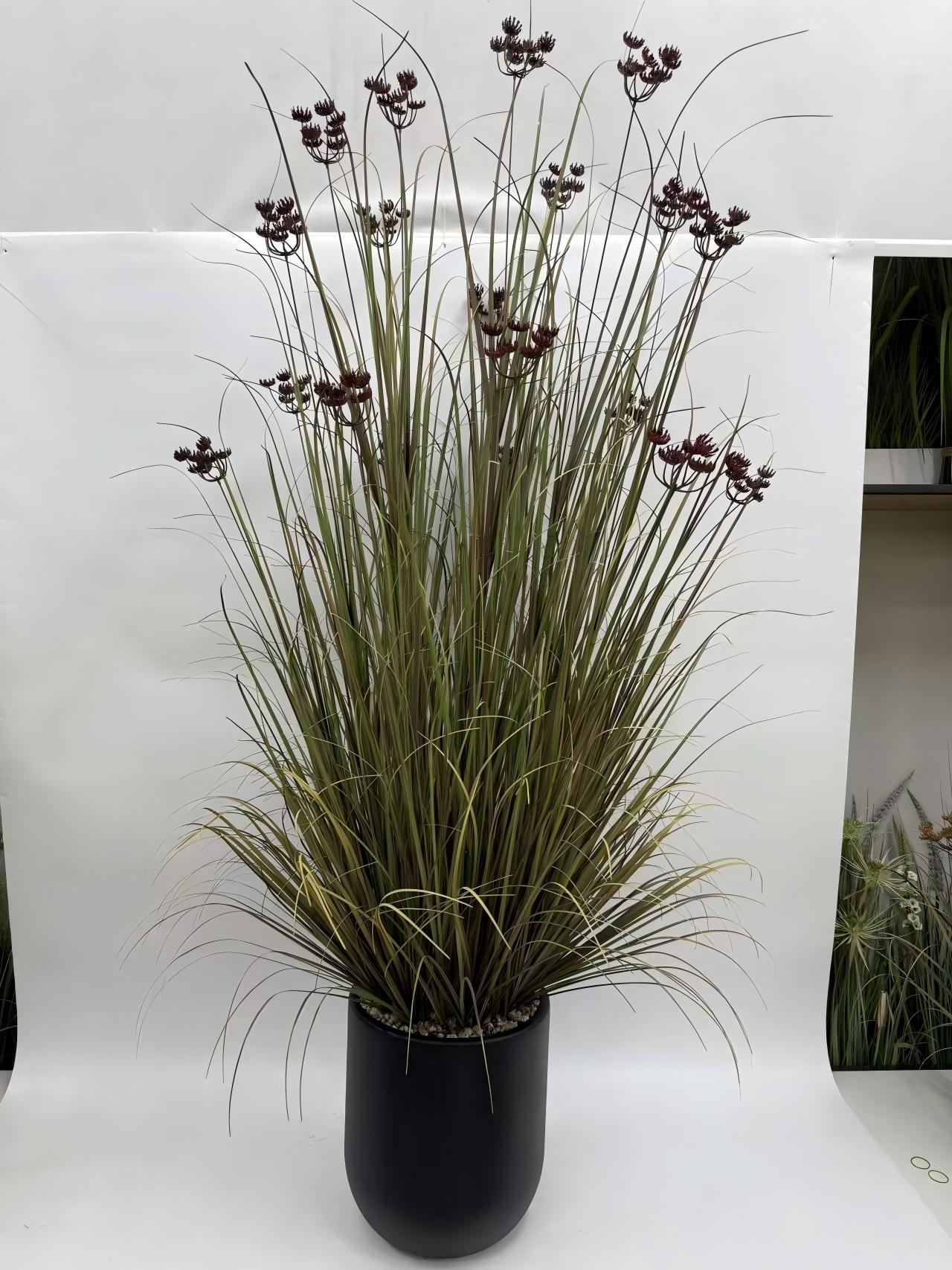 19头蕾丝花净幼草黑圆盆