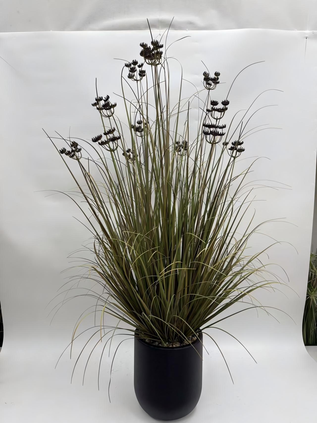 13头蕾丝花净幼草黑圆盆