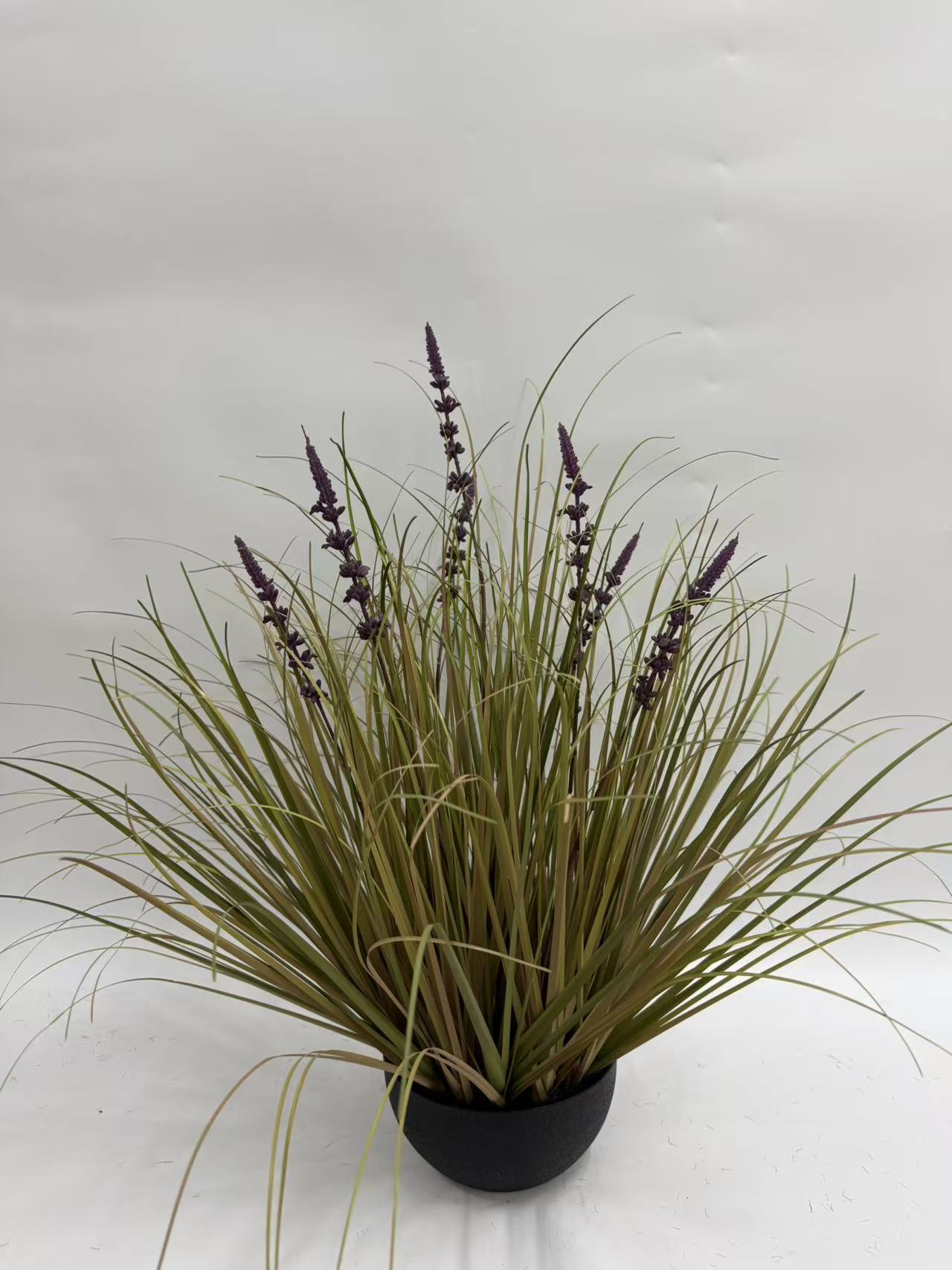 11头长薰衣草净幼草中黑扁胶盆