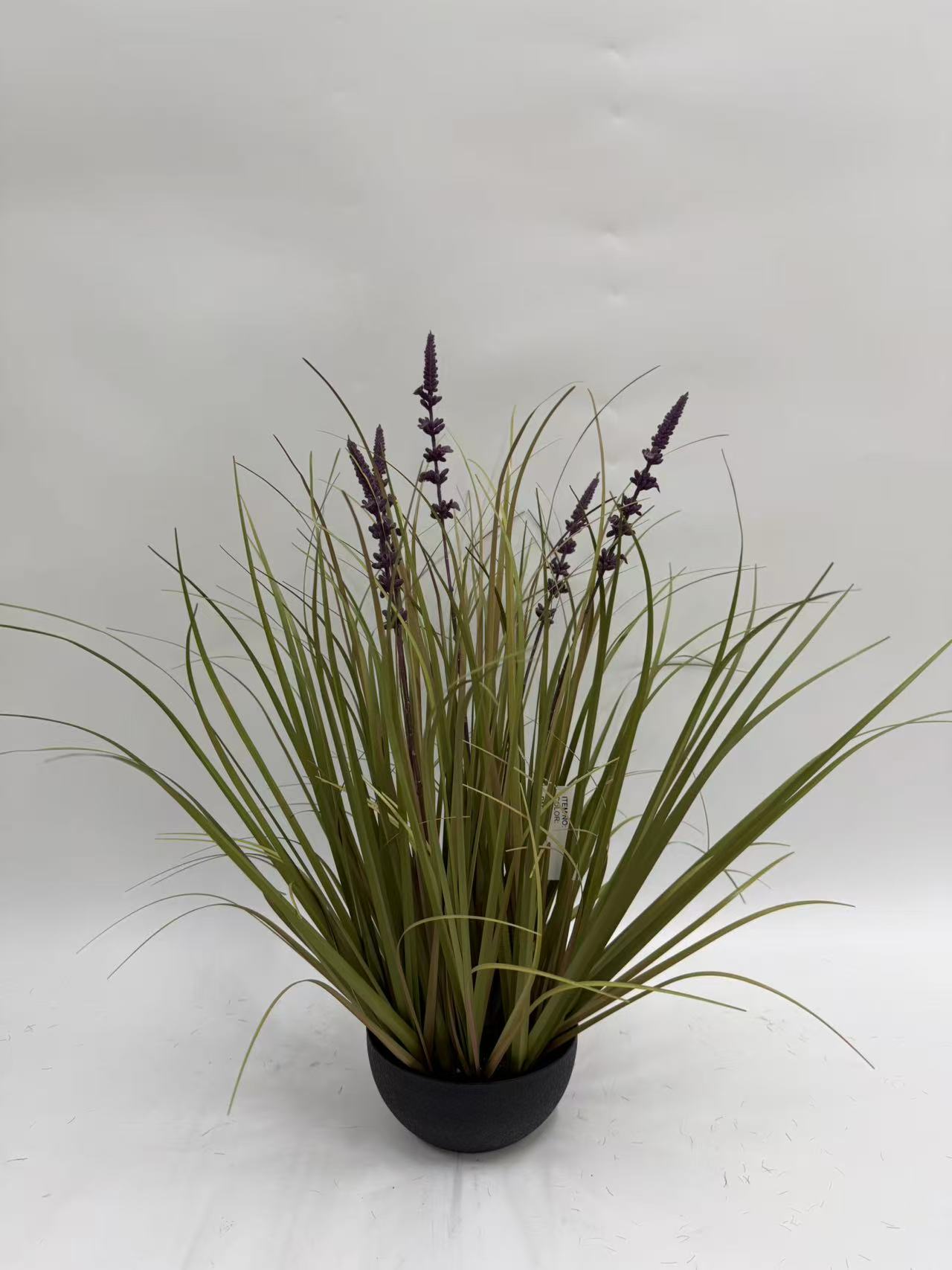 8头长薰衣草净幼草小黑扁胶盆